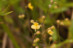 Utricularia hispida