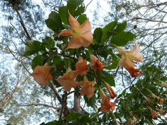 Brugmansia