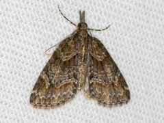 Microdes diplodonta