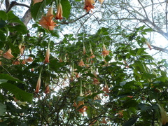 Brugmansia