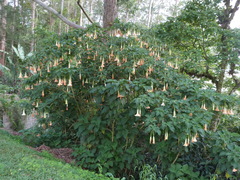 Brugmansia