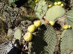 Opuntia huajuapensis