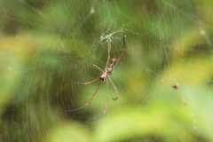 Nephila cornuta