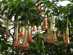 Brugmansia