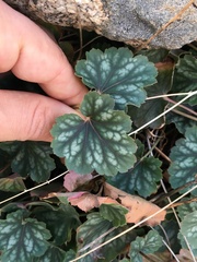 Heuchera soltisii