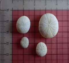 Echinoneus cyclostomus