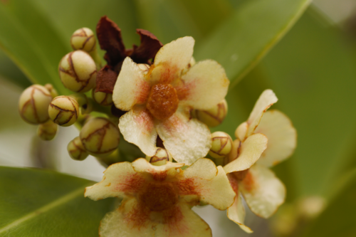 Clusia panapanari, photograph 2