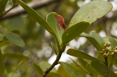 Clusia panapanari, photograph 3