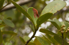 Clusia panapanari, photograph (c) Guillaume Delaitre, some rights reserved (CC BY)