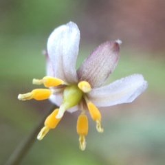 Dianella nigra