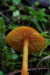 Hygrocybe marchii
