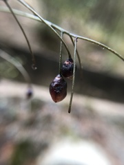 Dianella nigra