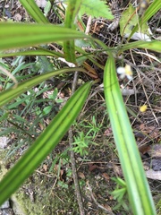 Dianella nigra