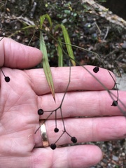 Dianella nigra