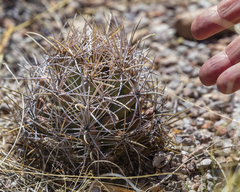 Coryphantha robustispina uncinata