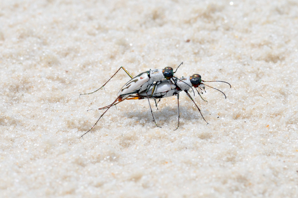 Eastern Beach Tiger Beetle