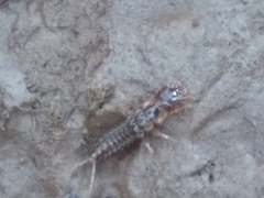 Nebriinae