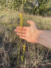 Solidago chrysopsis