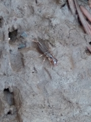Nebriinae
