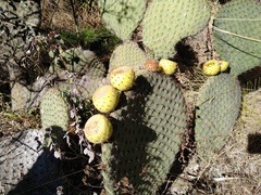 Opuntia huajuapensis