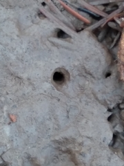 Nebriinae