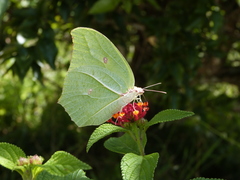 Anteos maerula