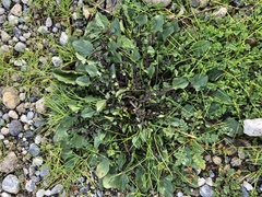 Lepidium heterophyllum