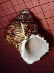 Turbo sandwicensis