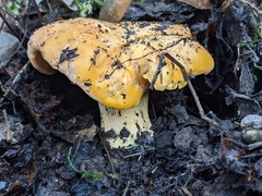 Cantharellus californicus