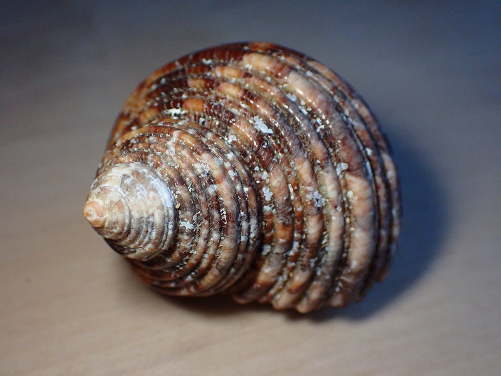 Hawaiian Turban Snail