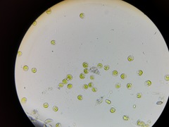 Chlamydomonadales