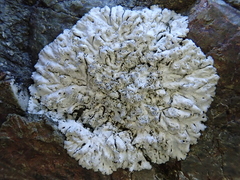 Physcia tribacia