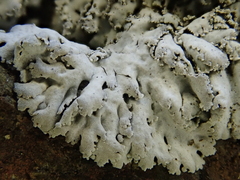 Physcia tribacia