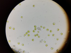 Chlamydomonadales