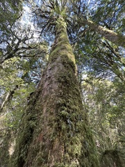 Podocarpus laetus