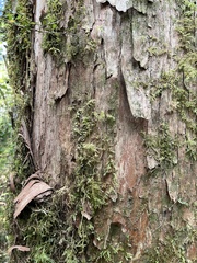 Podocarpus laetus