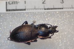 Carabus stscheglowi