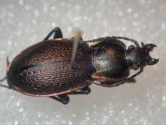 Carabus stscheglowi