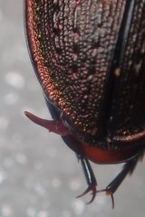 Carabus stscheglowi
