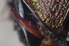 Carabus stscheglowi