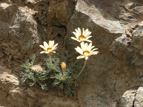 Rhodanthemum catananche image