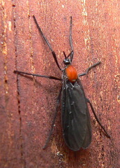 Plecia ruficollis