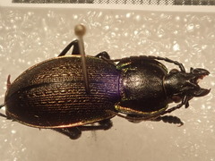 Carabus stscheglowi