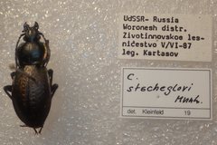 Carabus stscheglowi