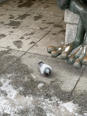 Columba livia domestica