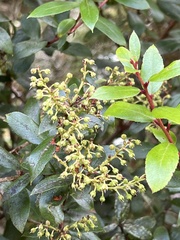 Gaultheria paniculata