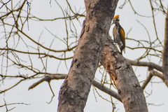 Chrysocolaptes festivus
