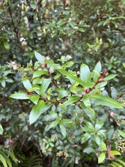 Gaultheria paniculata