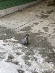 Columba livia domestica