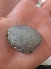 Venerupis largillierti